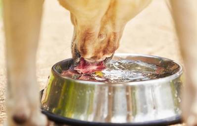Wasserbedarf Hunde