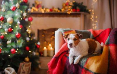 Weihnachtsbaumschmuck für Tierfreunde