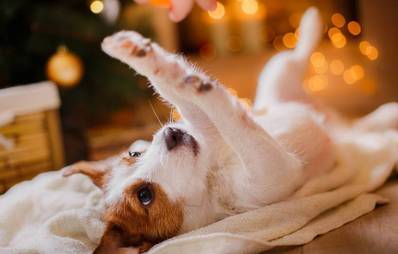 Weihnachtsgefahren für Hunde