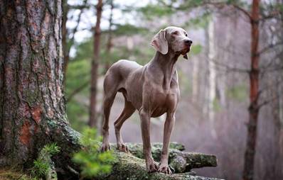 Weimaraner Hund