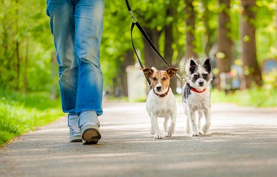 Welche Hundeleine für meinen Hund
