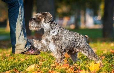 Vierbeiner und ihre Kunststückchen