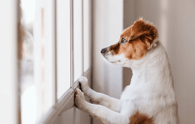 Welpen alleine lassen