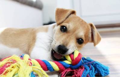 Beißhemmung bei Welpen