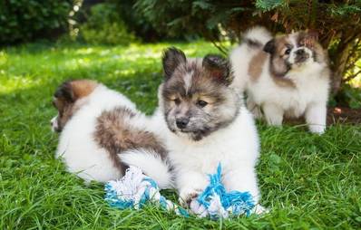 Welpenalter bei Abgabe