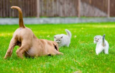 Weltgesundheitstag mit Hund & Katze