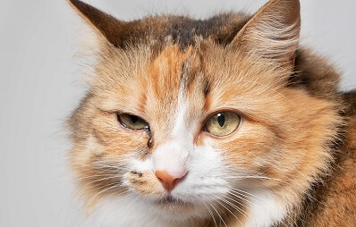 Wenn die Augen Ihrer Katze tränen