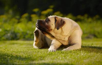 Allergien bei Hunden