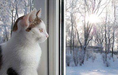 Wer sorgt für mein Haustier?