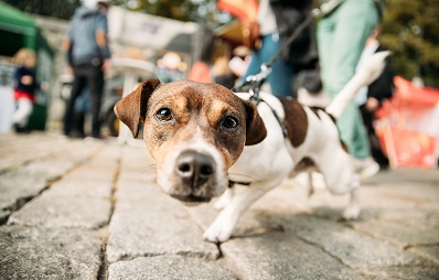 Wesenstest für Hunde