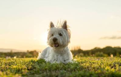 West Highland White Terrier