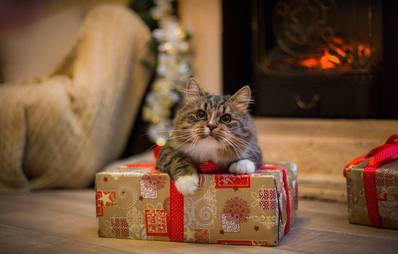 Tierische Weihnachtsgedichte