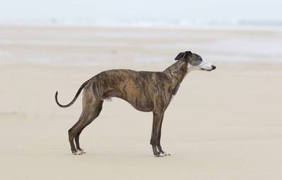 Whippet