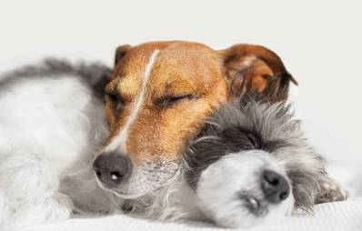 Geeigneter Deckrüde