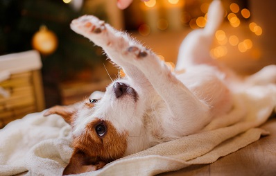 Hund Weihnachten