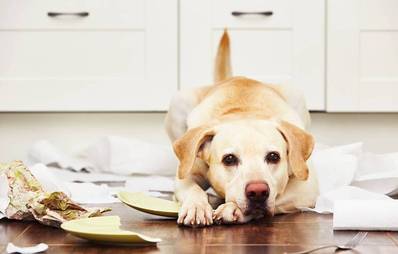 Wie lange kann ich meinen Hund alleine lassen?