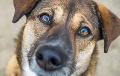 Nahaufnahme der Augen eines Hundes, die das Licht reflektieren