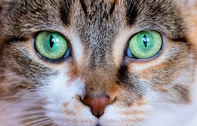 Nahaufnahme einer Katze mit intensiven grünen Augen und natürlicher Fellzeichnung.