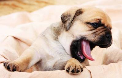 Hund an Hundekorb gewöhnen