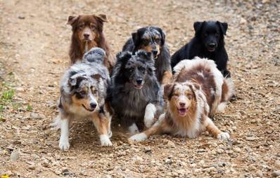 Wie viele Hunde kann man halten?