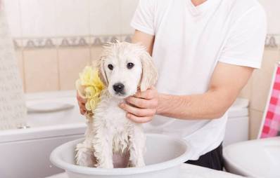Hund richtig waschen