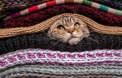 Winterbekleidung für Katzen