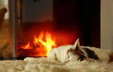 Wintermüdigkeit bei Katzen