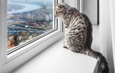 Katzen in Wohnungshaltung