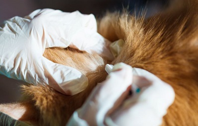 Wurmkur bei Hund und Katze