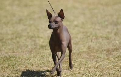 Xoloitzcuintle
