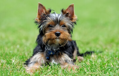Yorkshire Terrier