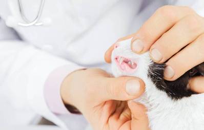 Zahnpflege für Katzen