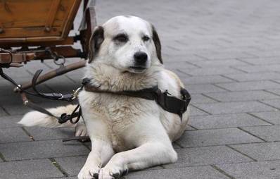 Zentralasiatischer Owtscharka