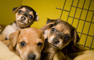 Hundeanschaffung - Züchter oder Tierheim?