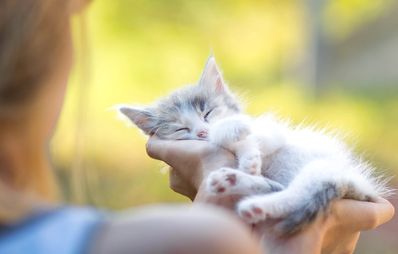 Katze liegt schmusend in den Armen einer Frau