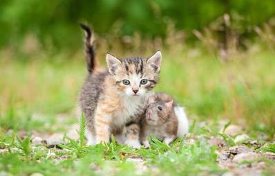 Zusammenführung Katze mit anderen Haustieren