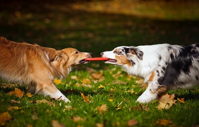 Zwei Hunde beschäftigen