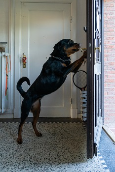 Artgerechte Aufgaben fuer Hunde