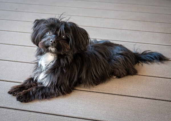 Bolonka Zwetna liegt auf dem Boden