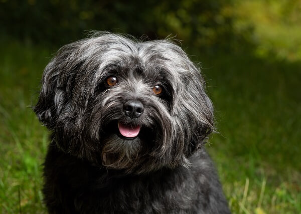 Aussehen: Bolonka Zwetna schaut in die Kamera