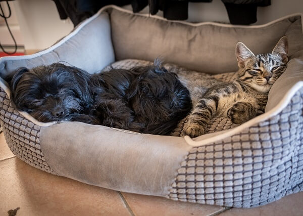 Zusammenleben mit anderen Haustieren: Bolonka Zwetna und Katze