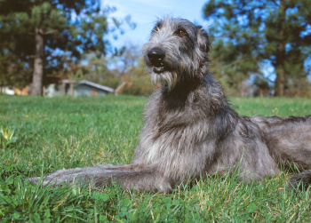 Große Hunde: Deerhound