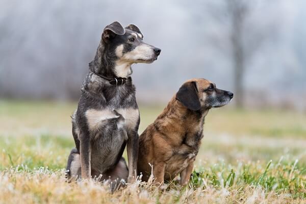 Zwei Senioren-Mischlingshunde sitzen auf einer Herbstwiese und blicken in die ferne