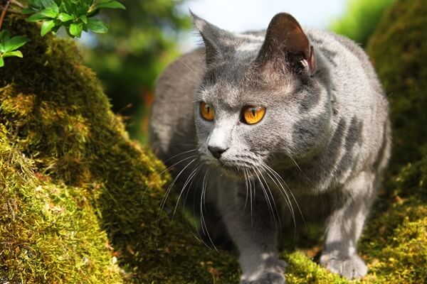 Kartäuser Katze beobachtet etwas aus einem Baum heraus.