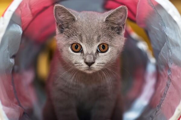 Kartäuser Kitten schaut aus einem rot grau gestreiften Katzentunnel heraus.