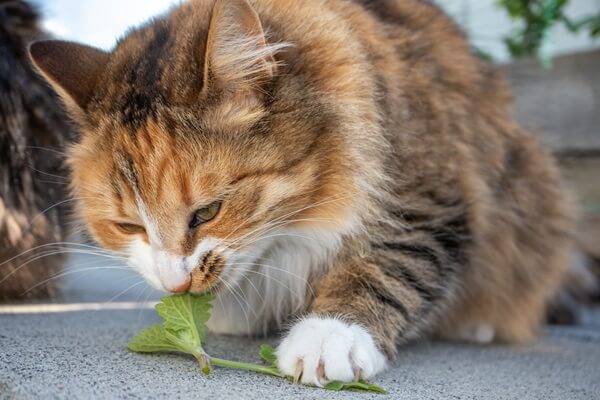 Katze schnuppert neugierig an frischer Katzenminze auf dem Boden
