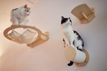 Kletterwand für Katzen