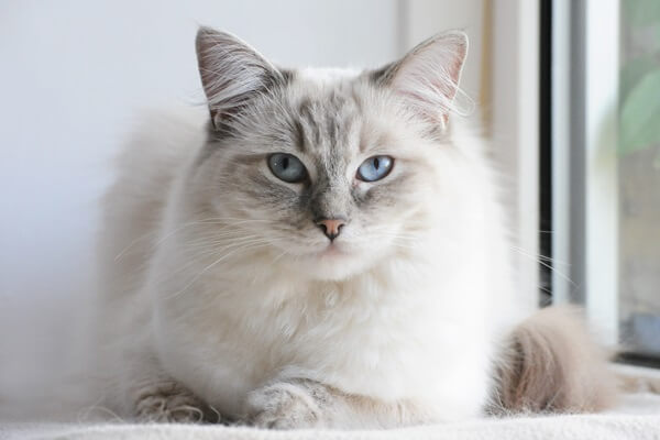 Ragdoll Katze mit blauen Augen sitzt vor einem Fenster und blickt aufmerksam nach vorn
