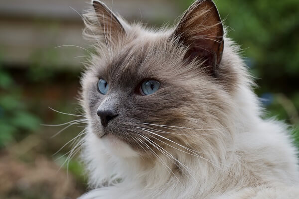 Ragdoll Katze sitzt im Garten und schaut konzentriert zur Seite
