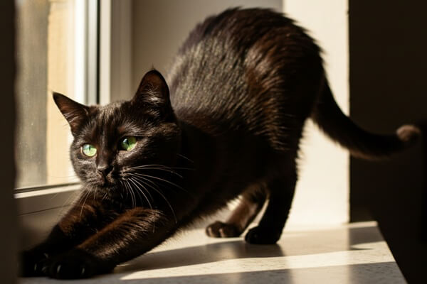 Schwarze Katze mit grünen Augen steht neben einem Fenster und streckt sich im Sonnenlicht